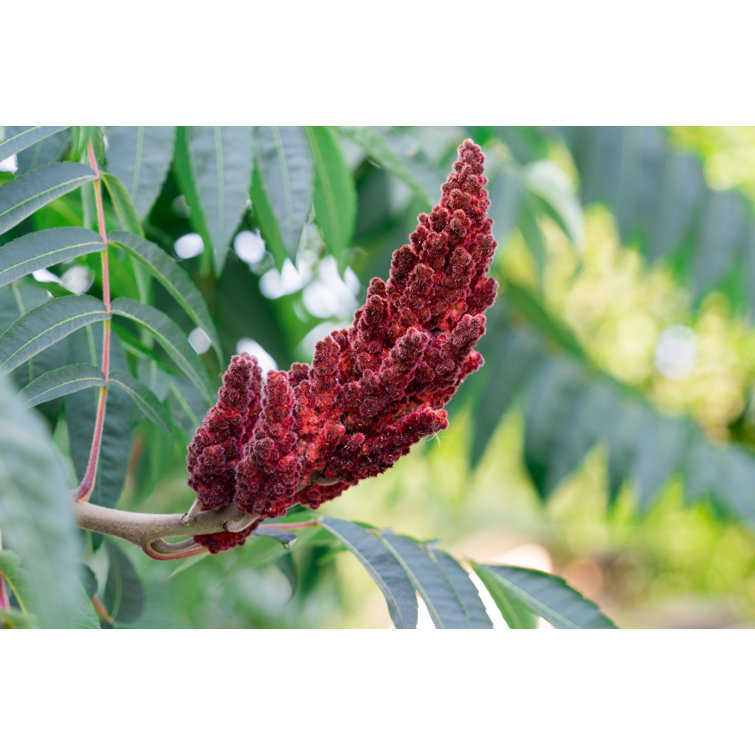 Latitude Run Cadott Closeup Of Acetic Tree Wrapped Canvas Print